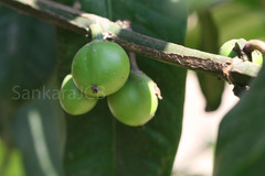 Garcinia xanthochymus